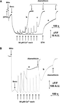 Properties of the Permeability Transition of Pea Stem Mitochondria